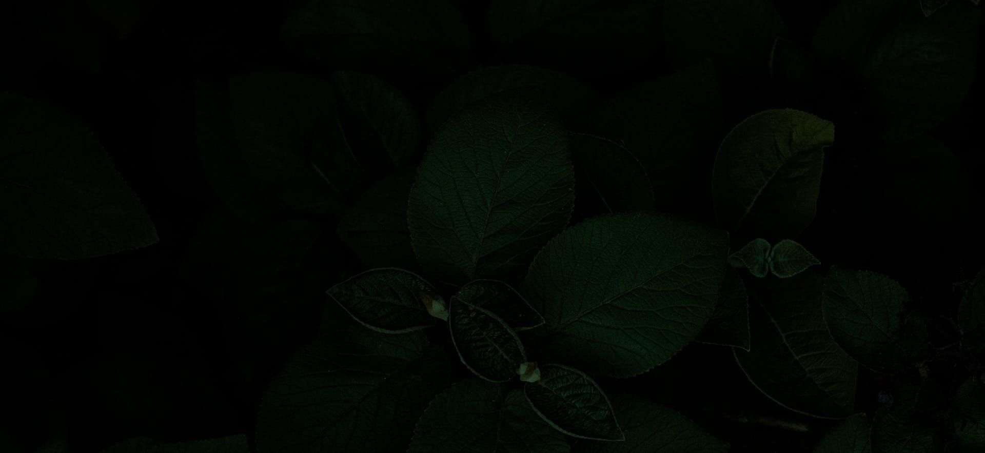 kalptree_fbg Kalptree Moringa Leaves Powder